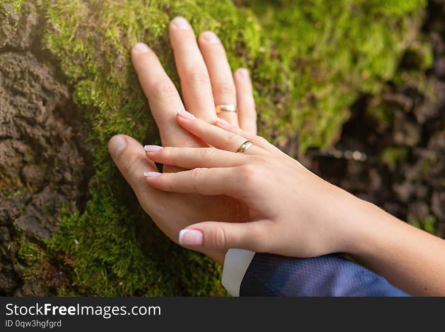 The hands of the bridegroom with the wedding rings, on the tree whilethis moss. Without a face. Close-up, background