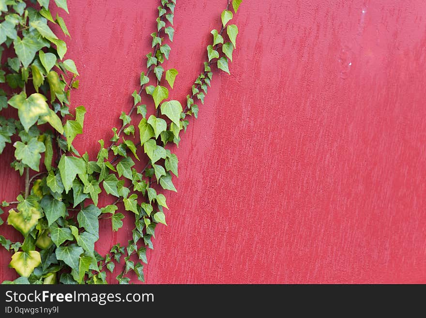 Green creeping plant on a wall of a maroon house