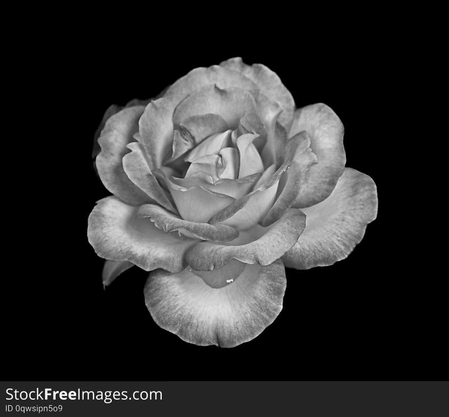 Beautiful rose isolated on black  background