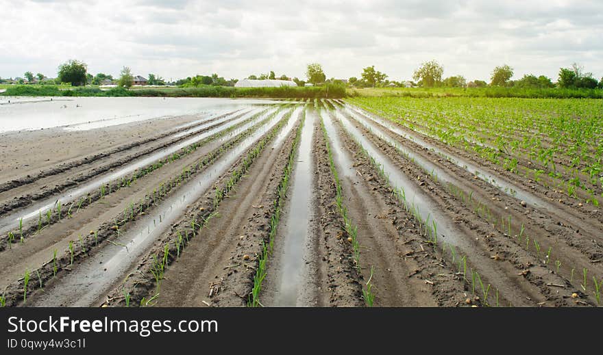 Agricultural land affected by flooding. Flooded field. The consequences of rain. Agriculture and farming. Natural disaster and crop loss risks. Leek and pepper. Ukraine Kherson region. Selective focus