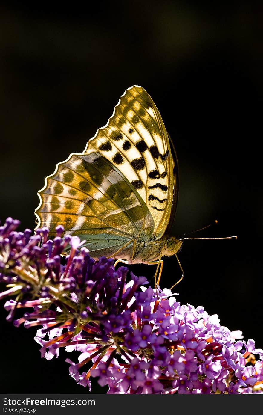 Macro of Argynnis paphia, common butterfly in Italy. Macro of Argynnis paphia, common butterfly in Italy