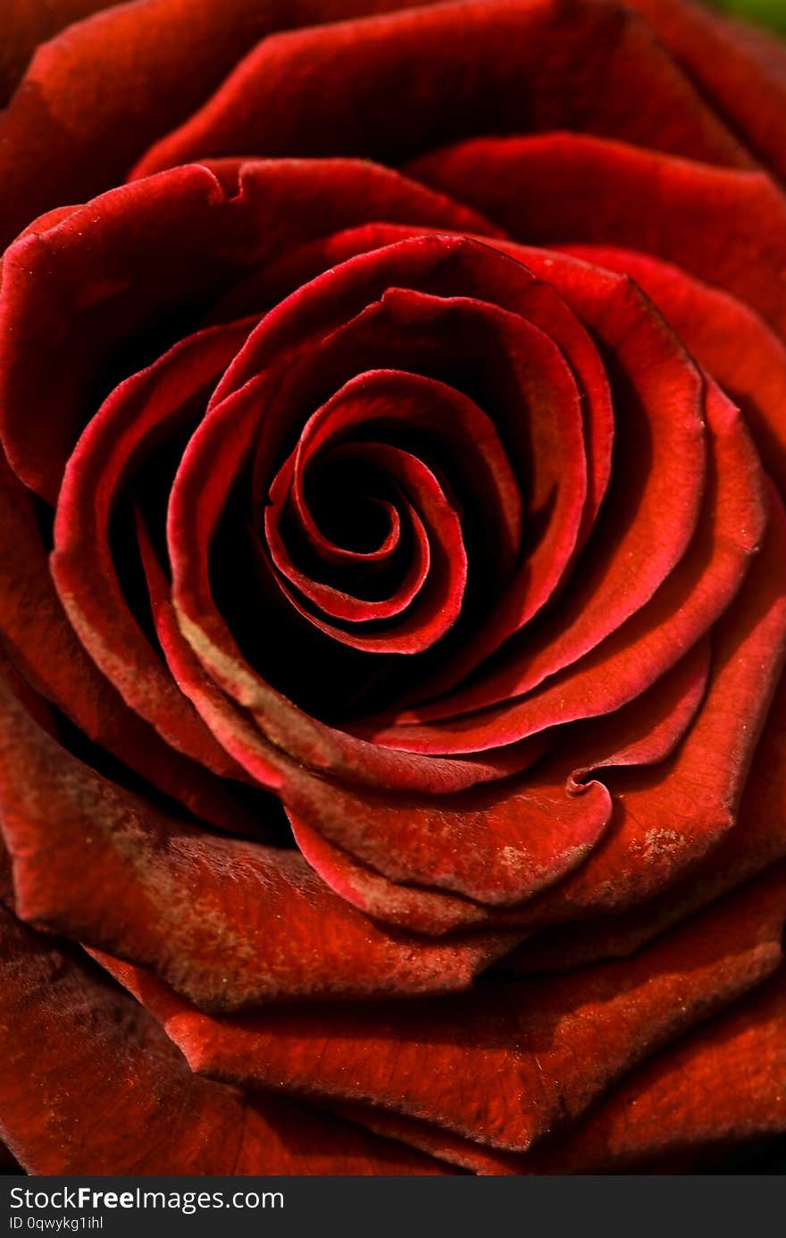 Close-up Of A Red Rose