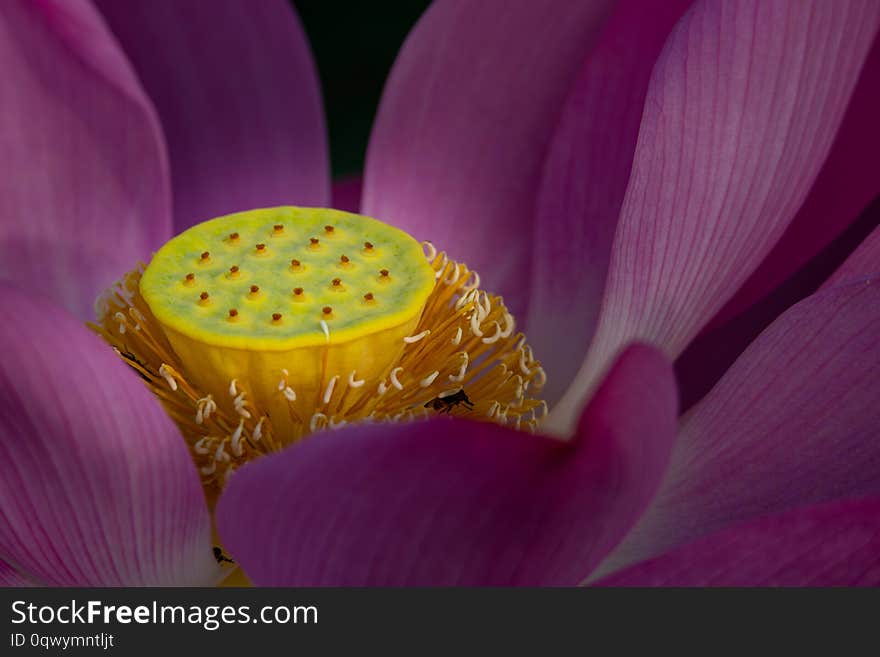 Close-up of beautiful pink Sacred Lotus flower blooming showing yellow seed pod