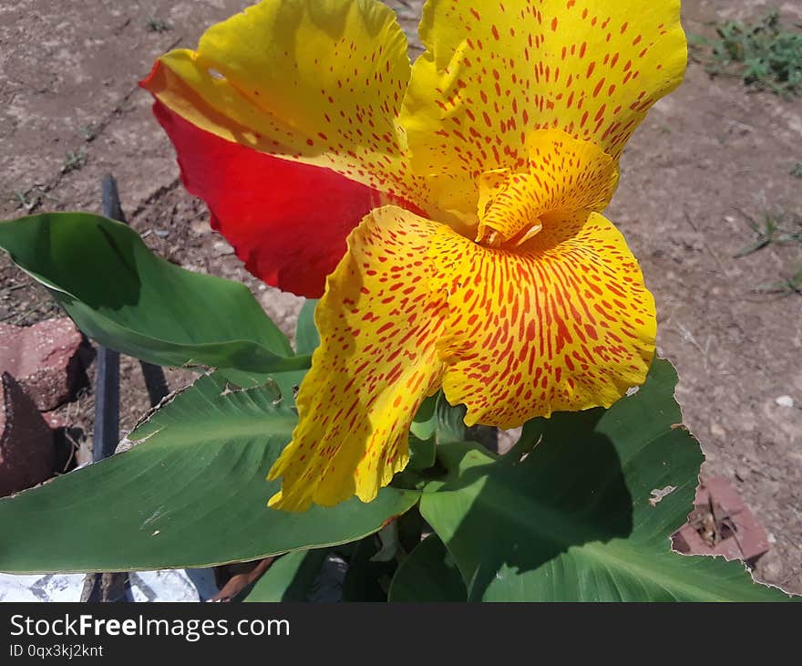 Yellow flower blooming under a noonday sun outside in the garden. Yellow flower blooming under a noonday sun outside in the garden.