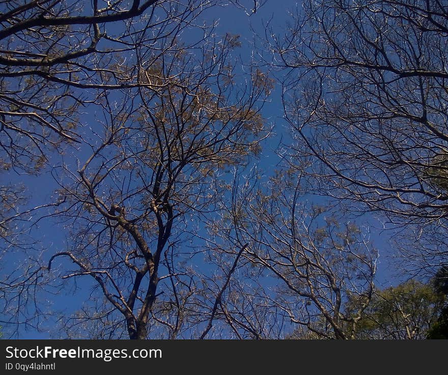 Tree Of  Blue Sky