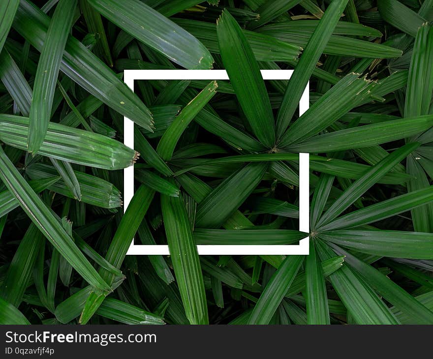 Tropical dark green leaves in a garden with a empty frame