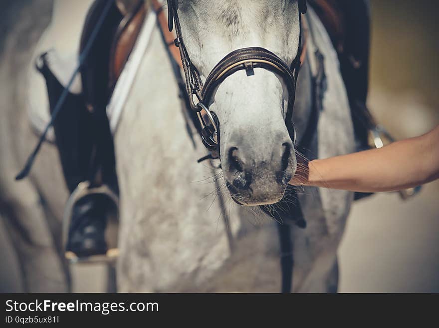 Nose sports gray horse in the bridle. Dressage horse. Equestrian sport