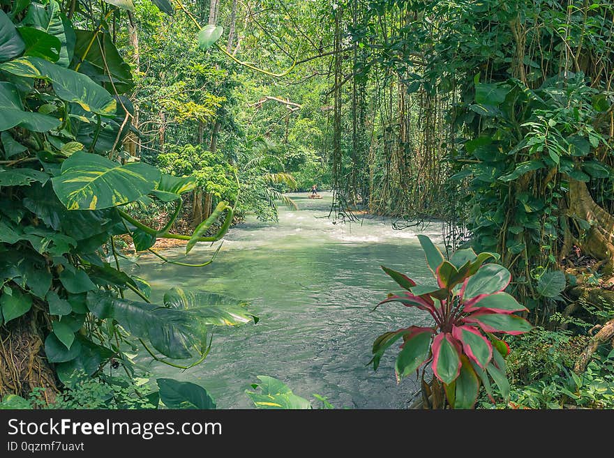 Man taking a gentle river raft through the rain forest full of flowers and trees