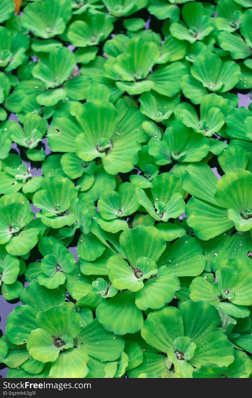 Green Leaves at the riverbanks