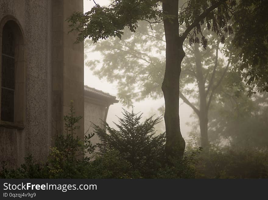 another foggy morning. showing a part of the St. Meinolphus church and some trees. another foggy morning. showing a part of the St. Meinolphus church and some trees.