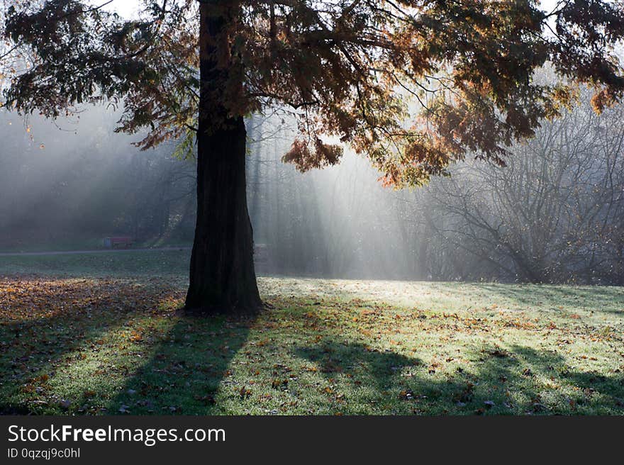 misty morning