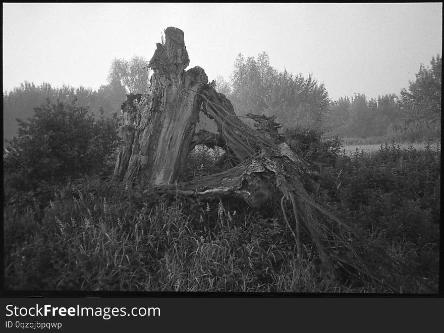 Misty sunrise near Michale. Pomerania, Poland. June, 2018. One of things I was looking for gear-wise, was a reliably working, compact film camera with a good enough lens. Point and shoot, autofocus, auto-everything, trouble-free tool for these moments where I&#x27;m basically braindead or in a hurry. Well, this old Pentax is one I&#x27;ve tried lastly. Seeing samples side by side, typical 50mm f/1.8 lens in similar circumstances wasn&#x27;t performing much better, so this one is a keeper. Misty sunrise near Michale. Pomerania, Poland. June, 2018. One of things I was looking for gear-wise, was a reliably working, compact film camera with a good enough lens. Point and shoot, autofocus, auto-everything, trouble-free tool for these moments where I&#x27;m basically braindead or in a hurry. Well, this old Pentax is one I&#x27;ve tried lastly. Seeing samples side by side, typical 50mm f/1.8 lens in similar circumstances wasn&#x27;t performing much better, so this one is a keeper.