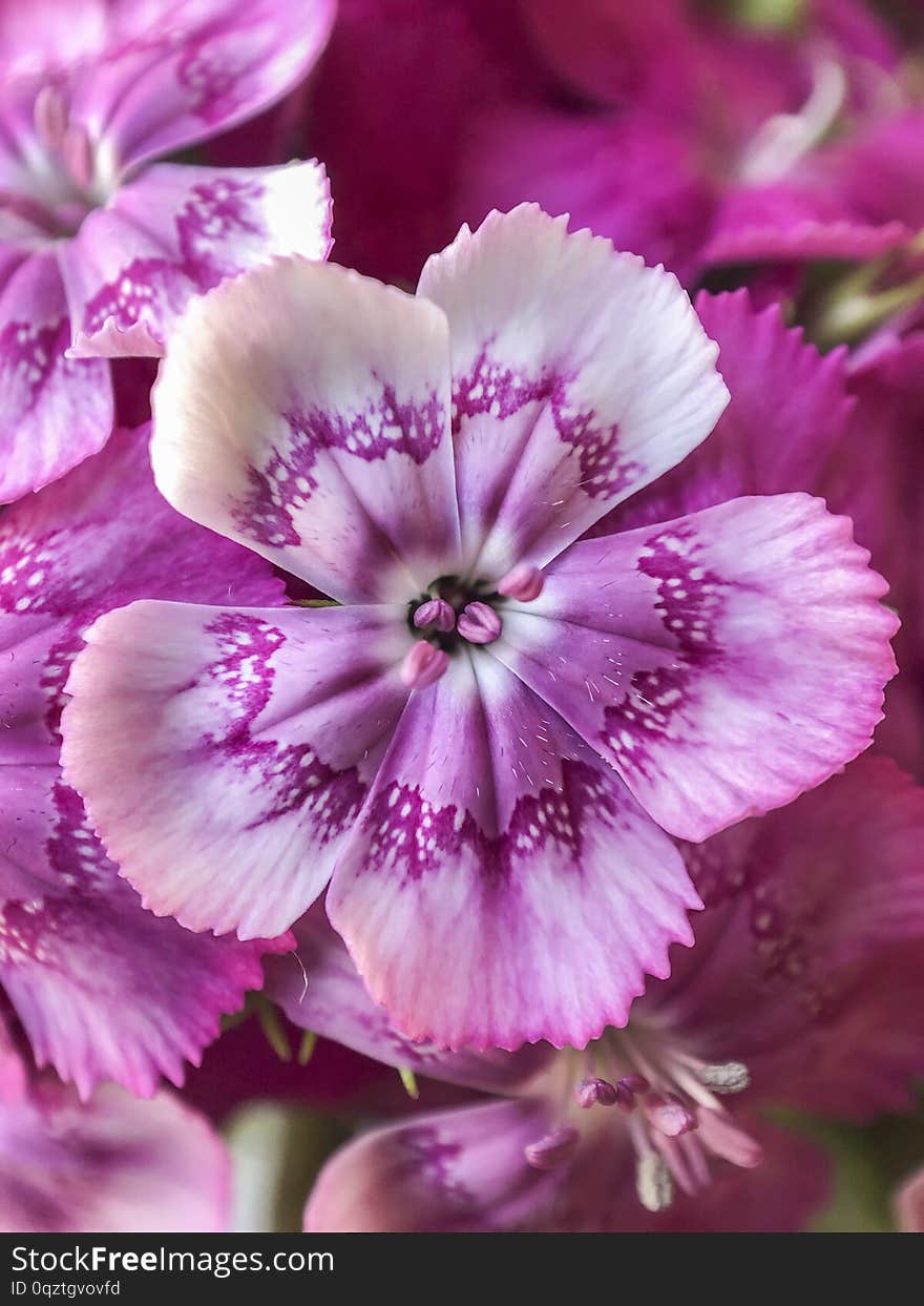 Closeup of pink dianthus flowers as a background