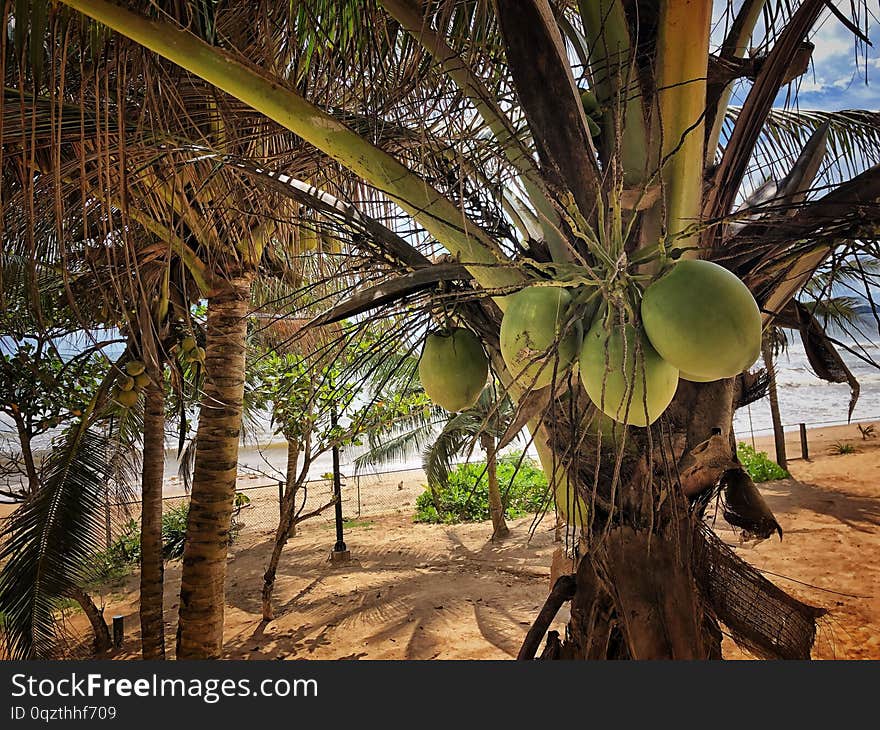 Closeup of coconuts on the tree