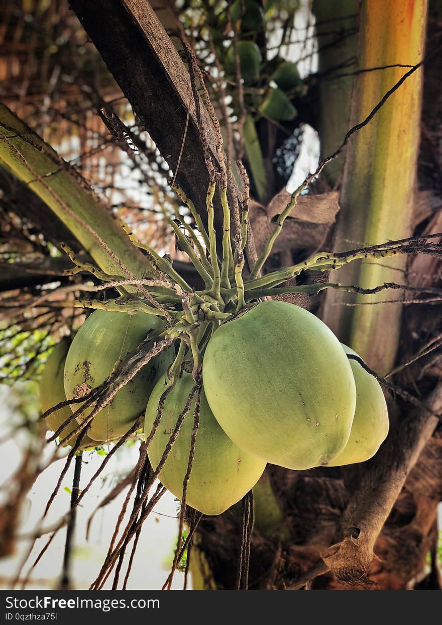 Closeup of coconuts on tree