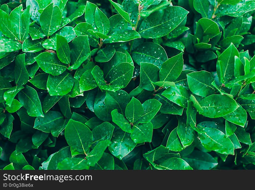 Nature background with green leaves in drops.