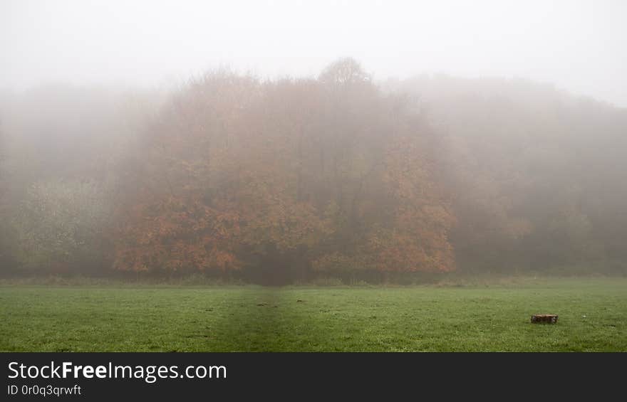 Forest in mist.