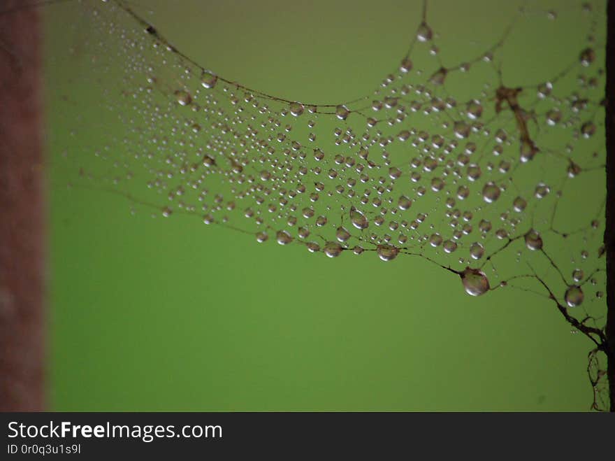 Spider Web