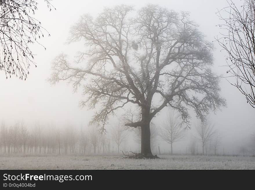 Oak Tree on a foggy morning, Oregon