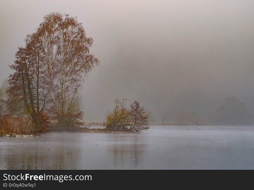 trees in the mist