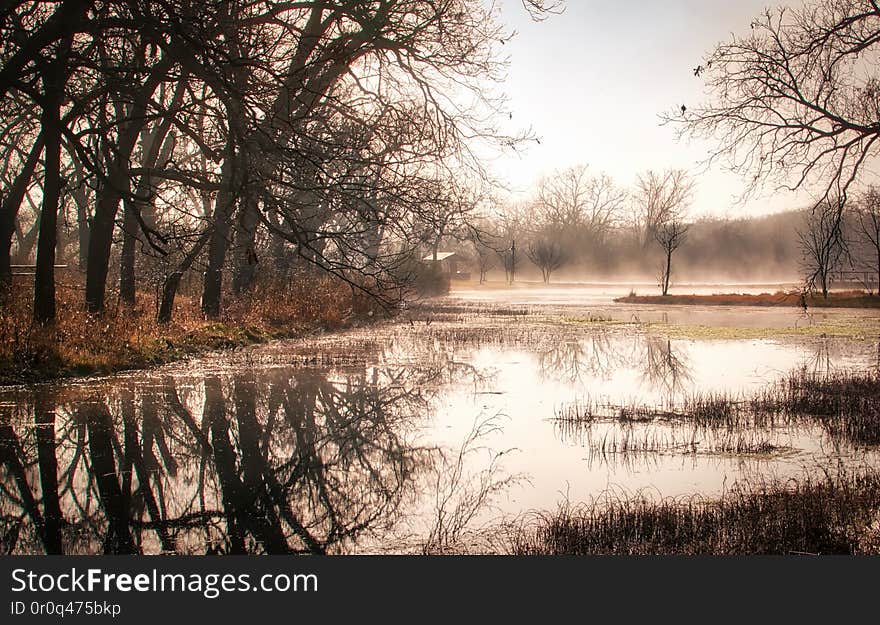 Berry Creek Fog