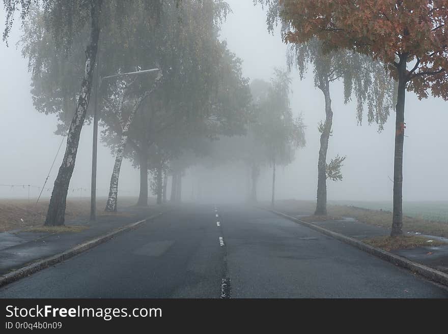 Fog, Mist, Atmospheric phenomenon, Haze, Tree, Sky