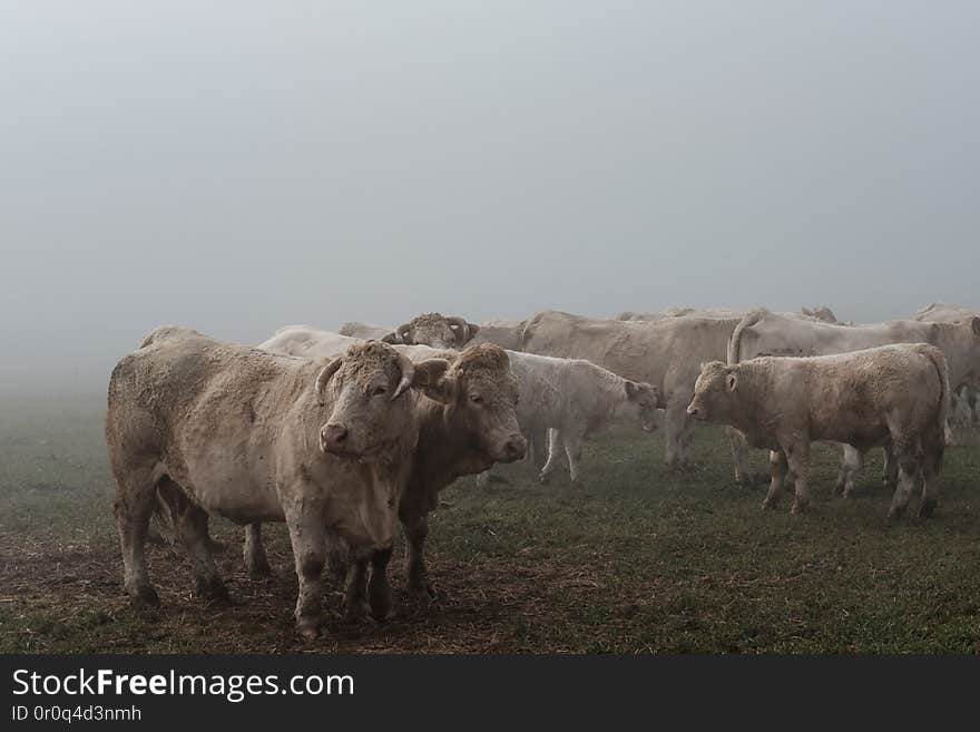 Kühe im Nebel