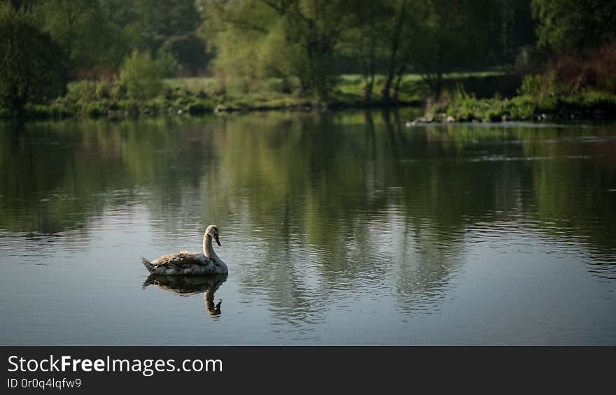 einsamer Schwan