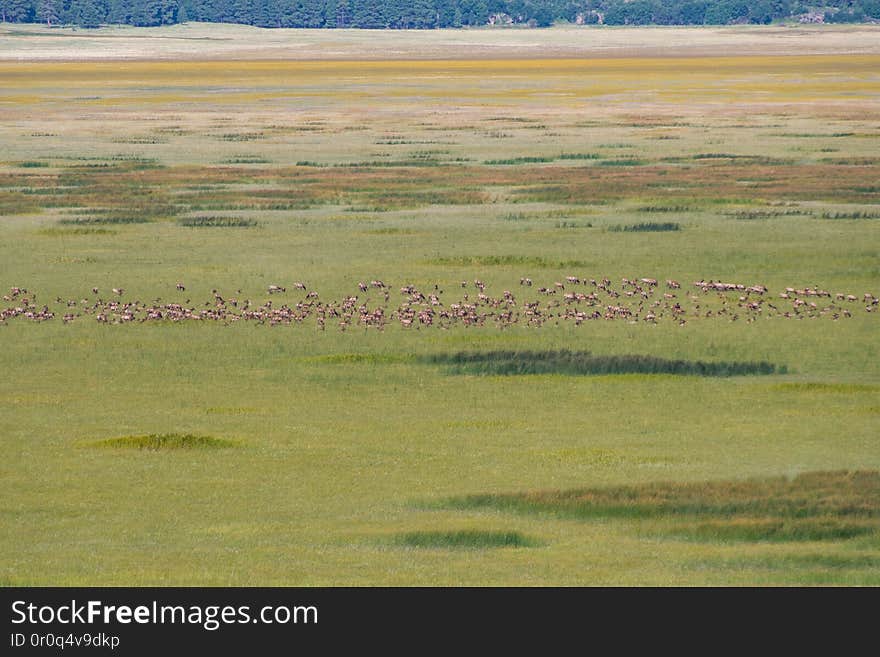 Mormon Lake is the largest natural lake in Arizona... sometimes. During droughts it&#x27;s frequently not so large, and not so much a lake. Occasionally it&#x27;s even bone dry. Wet or not, this has an excellent overlook where you can often see wildlife and birds across the lake&#x27;s landscape. In the late summer of 2016, a large herd of elk took up residence. The lake&#x27;s water levels were quite low, creating large grassy areas for the elk to graze. Moonsoon rains brought out late summer wildflowers. Photo August 21, 2016 by Deborah Lee Soltesz. Credit: U.S. Forest Service Coconino National Forest. Learn more about Mormon Lake on the Coconino National Forest.