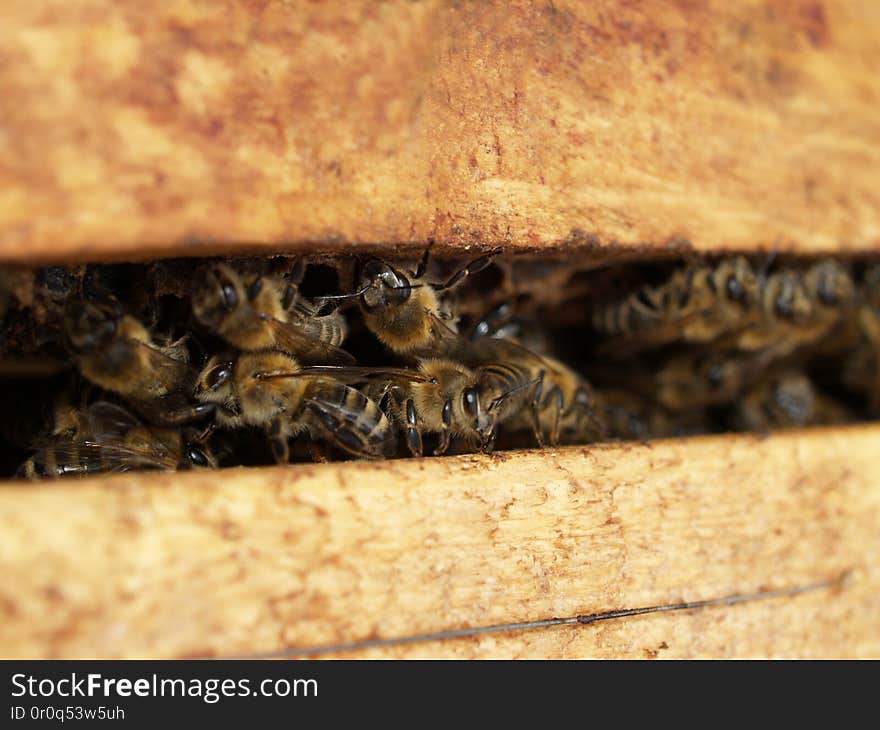 Busy Bees inside a Beehive by Johann Piber / piber.cc. Busy Bees inside a Beehive by Johann Piber / piber.cc