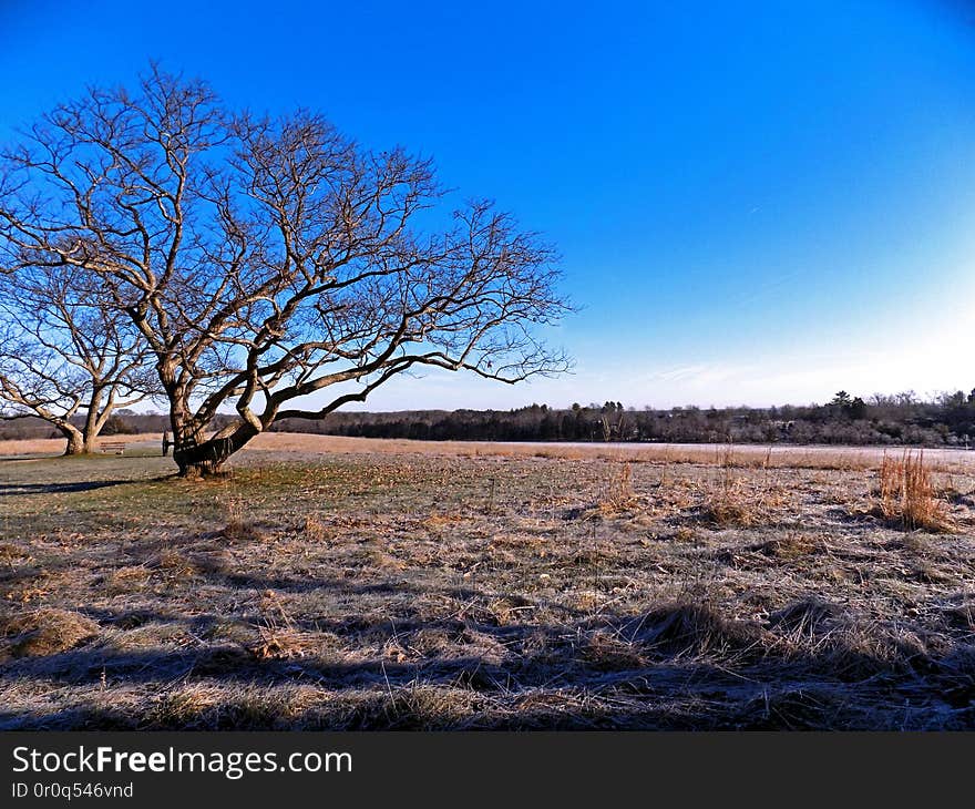 Frosty Morning