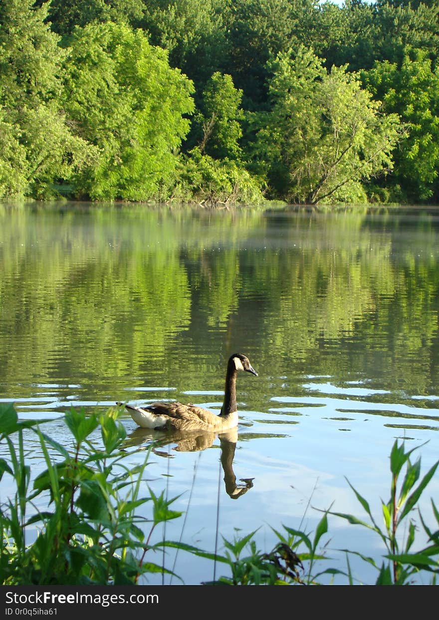 Heron Pond Area Columbus, Ohio. Heron Pond Area Columbus, Ohio