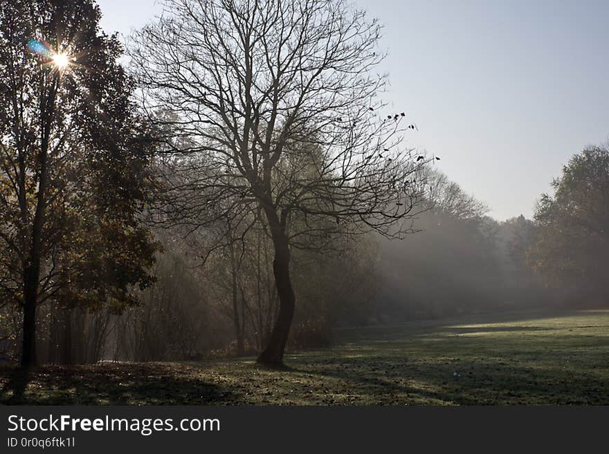 misty morning