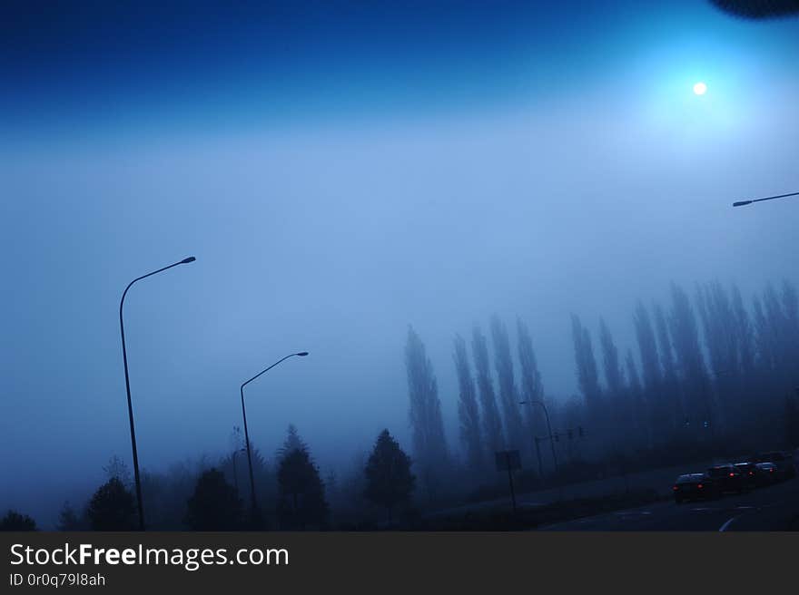 Morning commute, blue cast light, trees, headed into Microsoft&#x27;s millennium offices, Redmond, Washington, USA