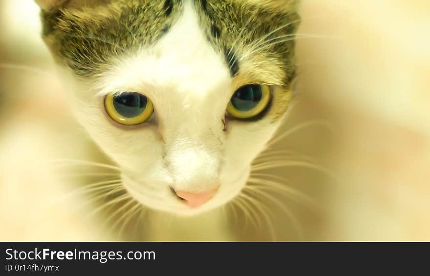 A young cat curiously . Black and white cat portrait