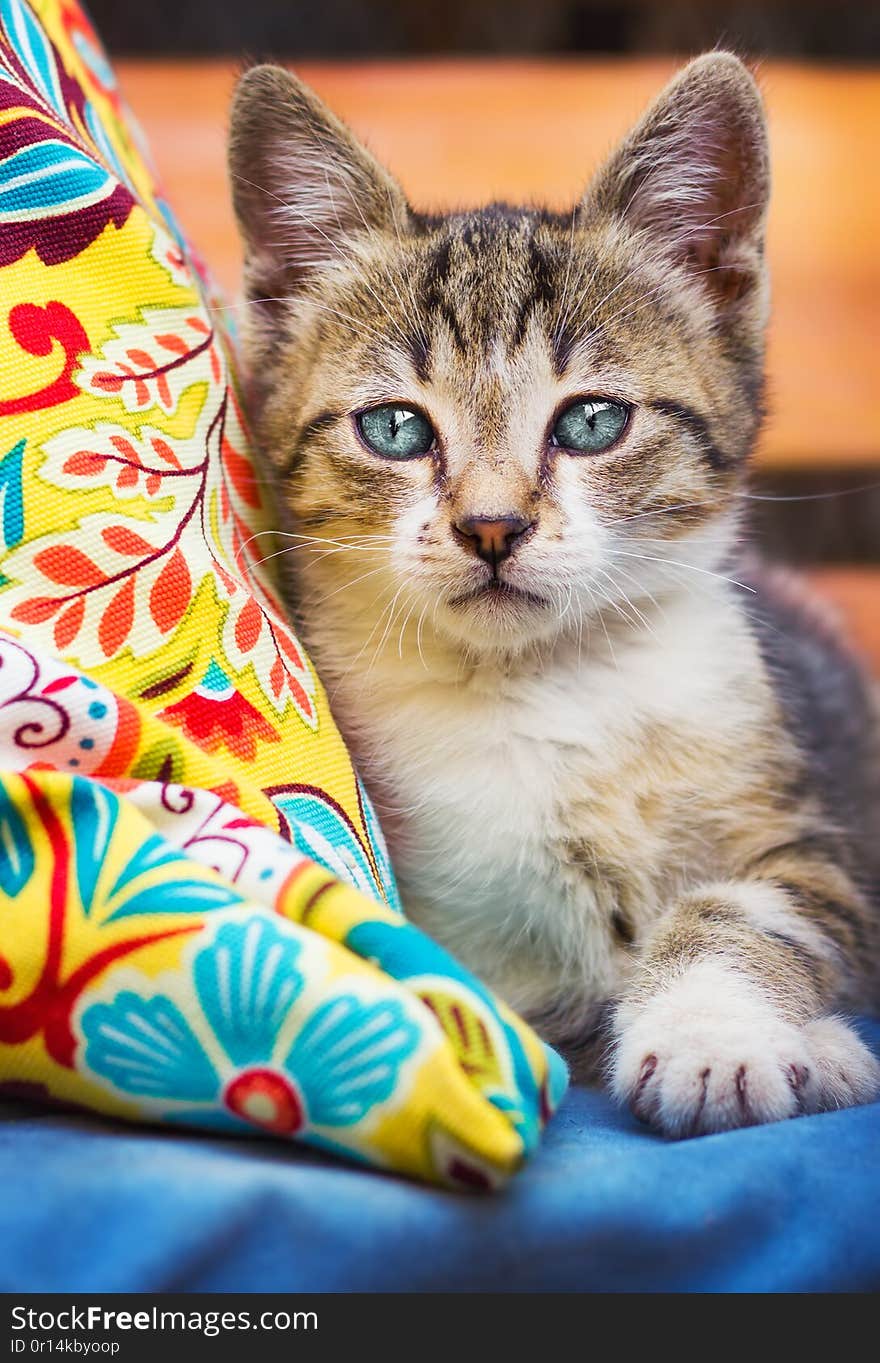 Cute blue eyed kitten resting on a colorful pillow outside. Cute blue eyed kitten resting on a colorful pillow outside