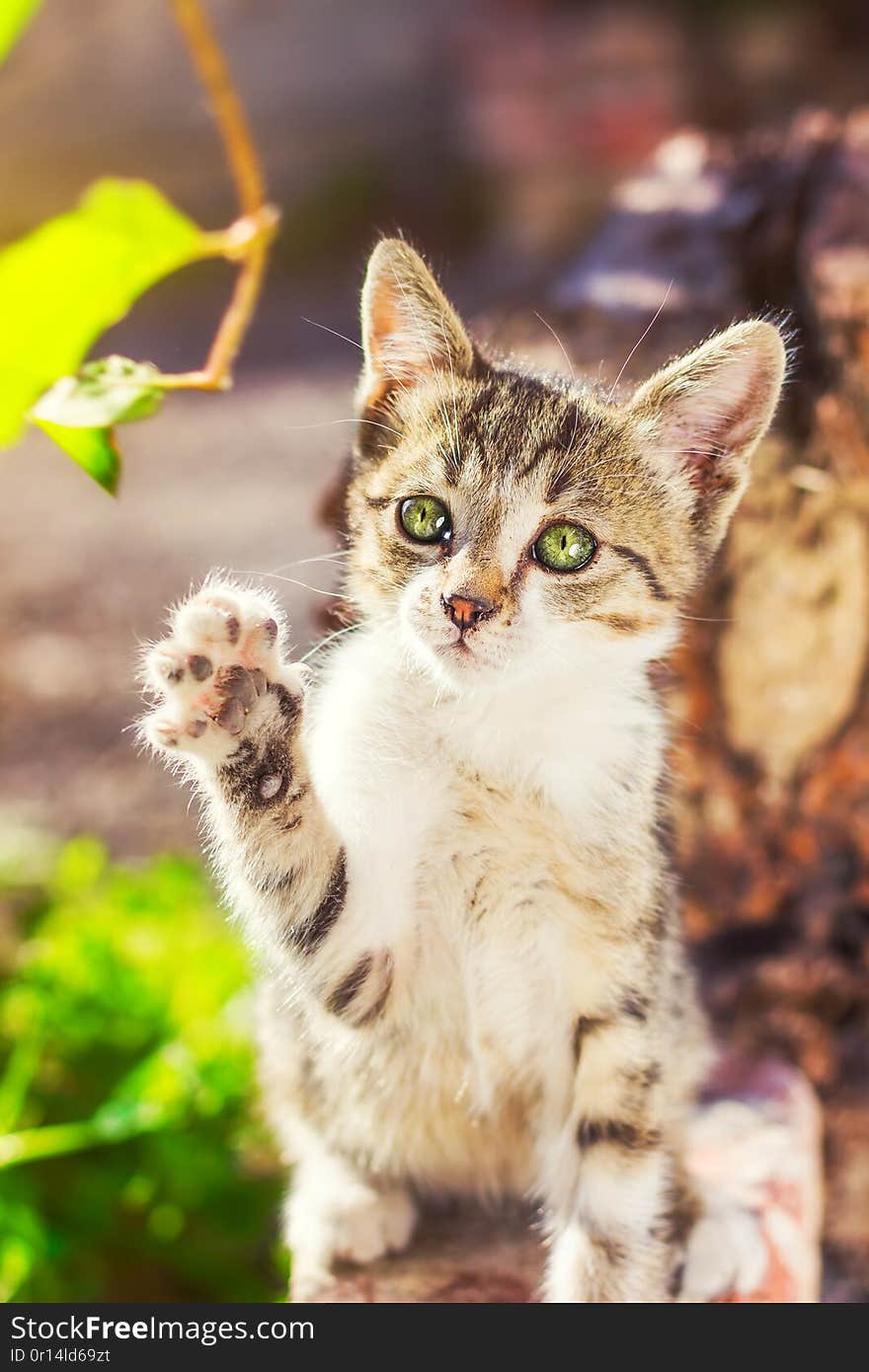 Cute kitten playing with plants in the garden early in the morning