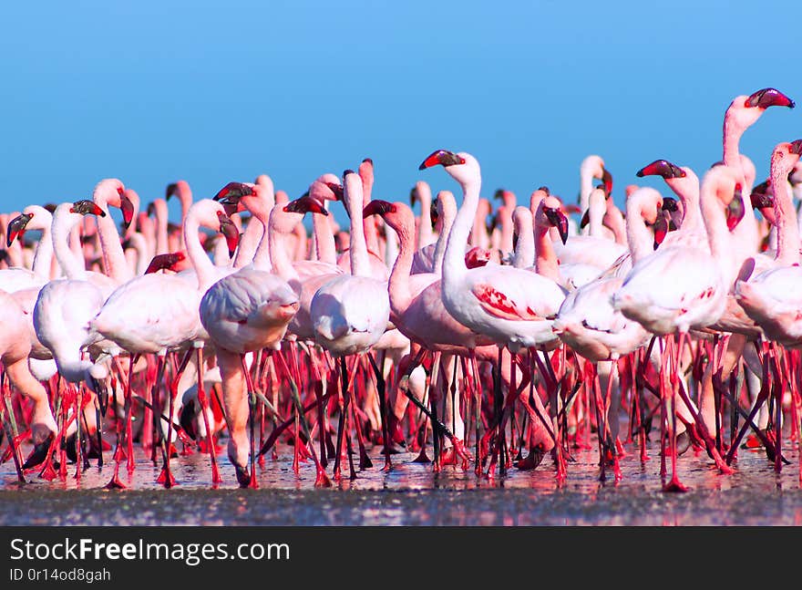 African white flamingos walking on the blue salt lake of Namibia