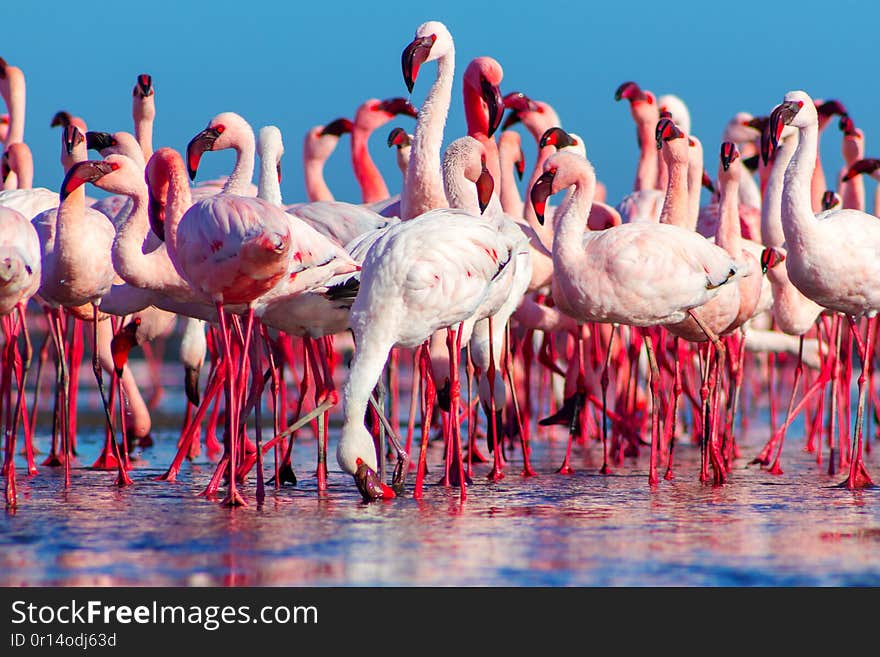 African flamingos walking on the blue salt lake of Namibias