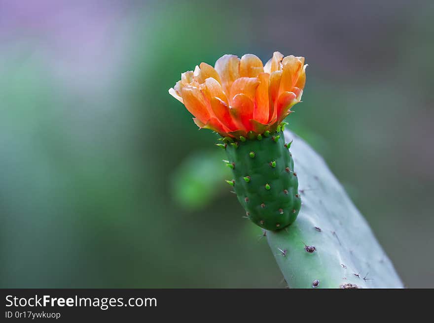 Orange flower on green cactus, blurred natural green background, blooming cactus. Orange flower on green cactus, blurred natural green background, blooming cactus