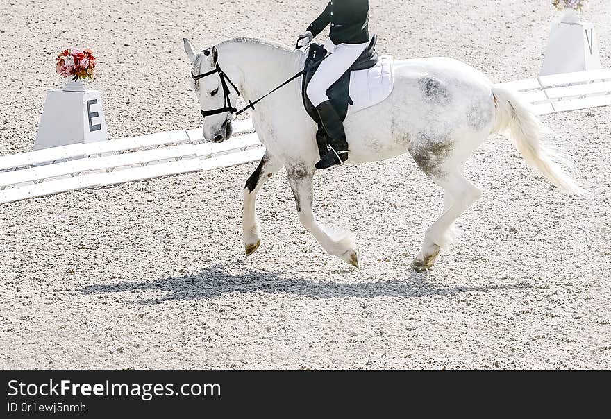 Dressage horse and rider in black uniform