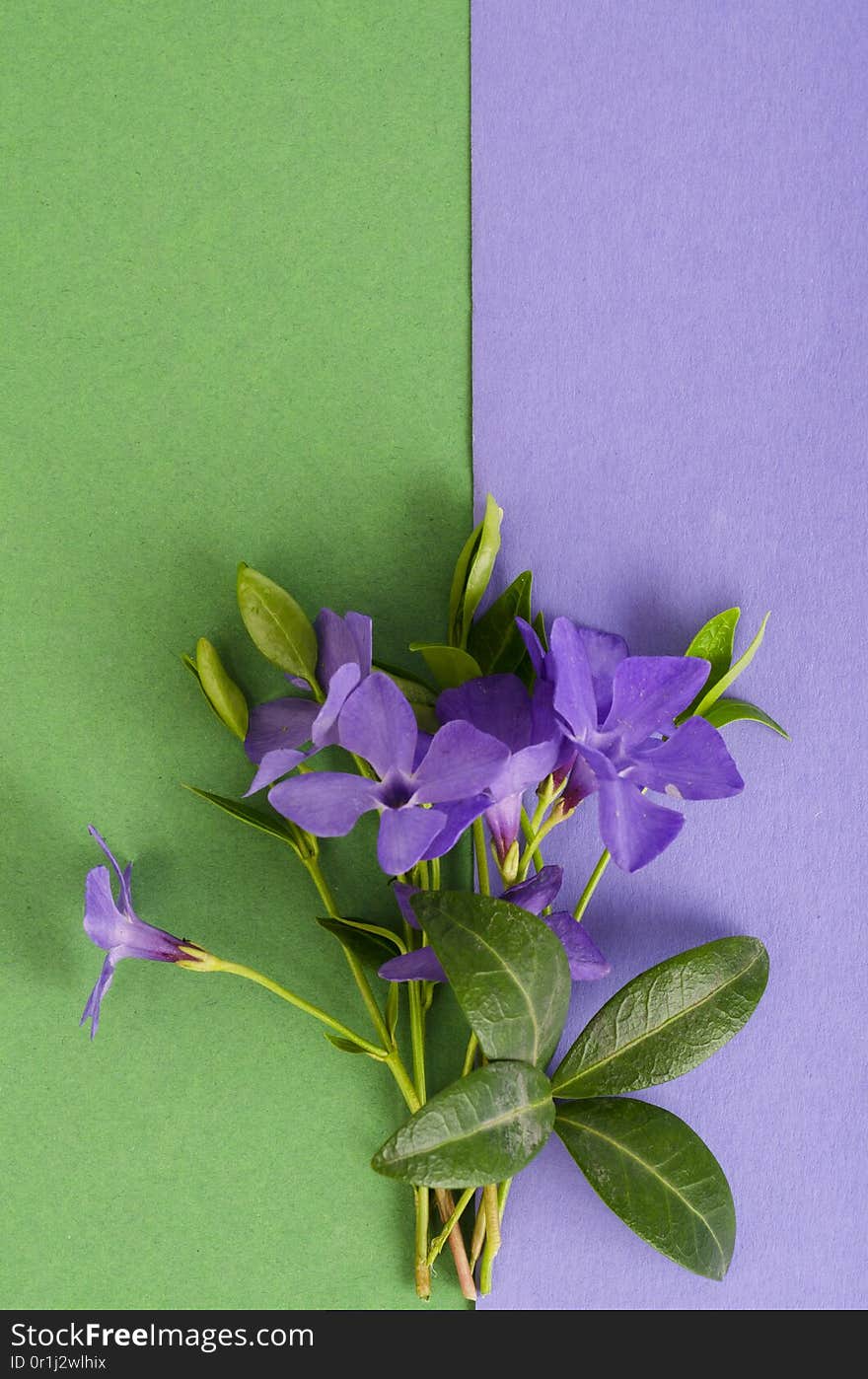 Bright background with small bouquet of blue flowers. Studio Photo