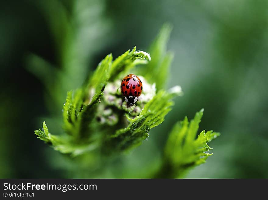 Macro of ladybug on flower