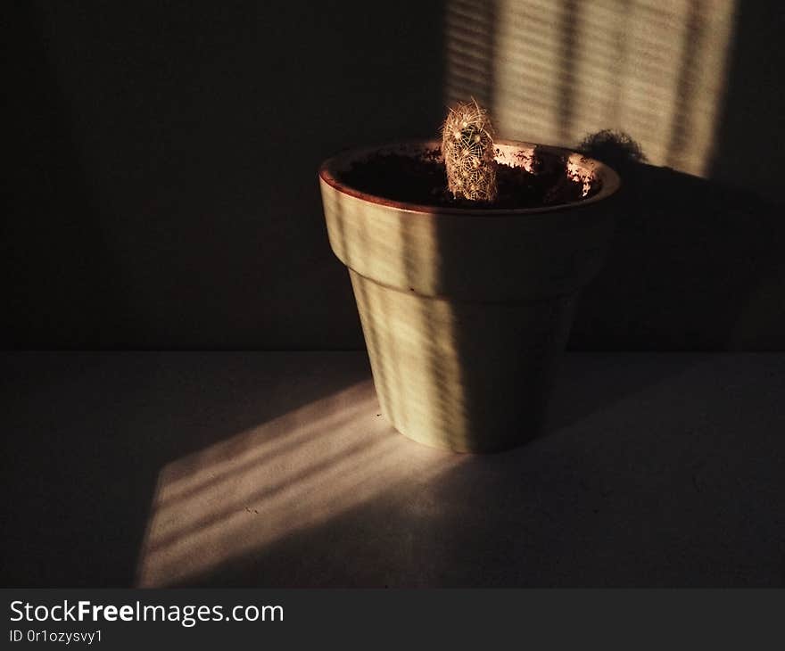 Cactus in a pot. Sun rays fall through the window.