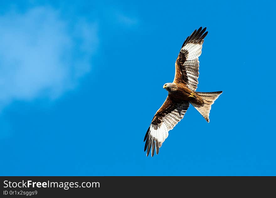 Red kite flying