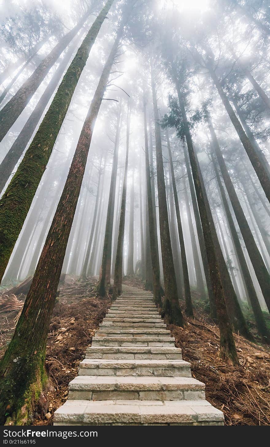 Direct sunlight through trees with fog in the forest with stone stair in Alishan National Forest Recreation Area in winter.