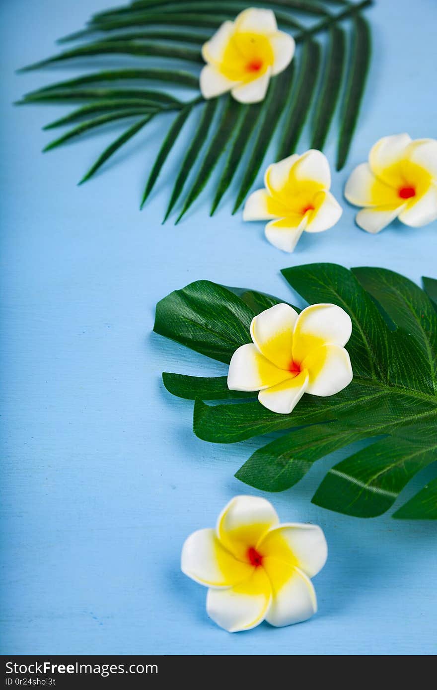 Still Life With Plumeria And Tropical Leaves