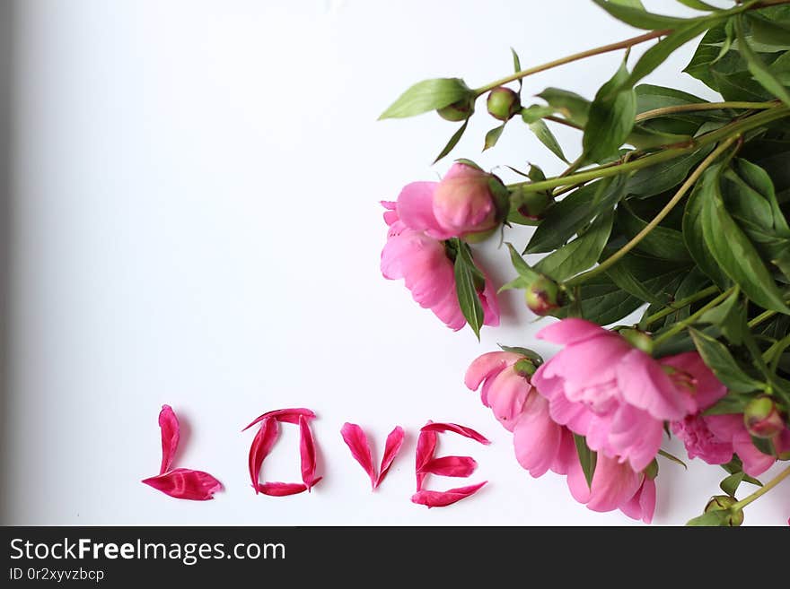 Flowers pink peonies on a white background. and petals love, Word love made of petals