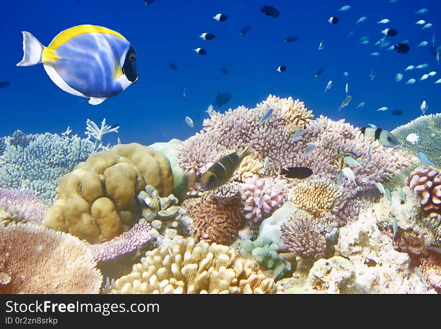 Fishes in corals. Maldives. Indian ocean.