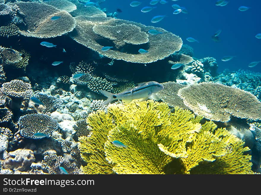 Fishes in corals. Maldives. Indian ocean.